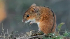 Mouse polevka: descriere și caracteristici